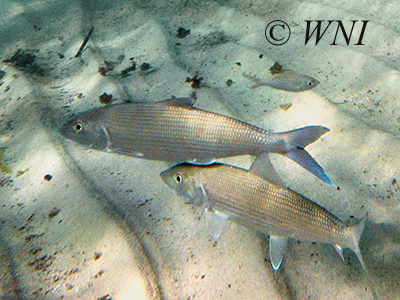 Bonefish (Albula vulpes)